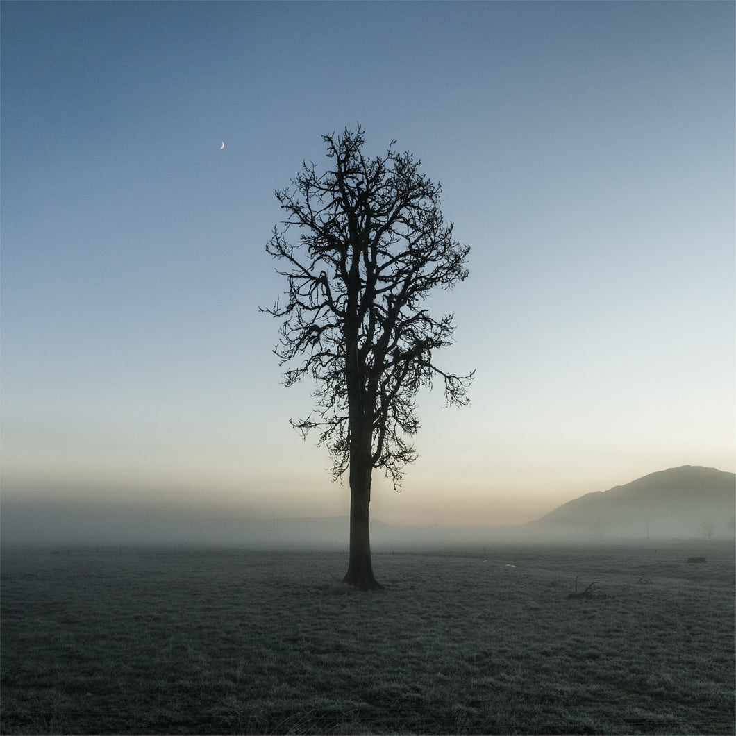 Lone Tree | Hari Hari