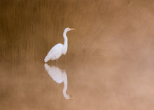 Load image into Gallery viewer, White Heron | Kotuku