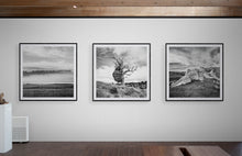 Load image into Gallery viewer, Stewart Nimmo, Nimmo Photography, Limited Edition, Photography, Fine Art, Print, New Zealand, NZ, Landscape, Scenery, Banks Peninsula, Canterbury, Tree, Black and White, BW,