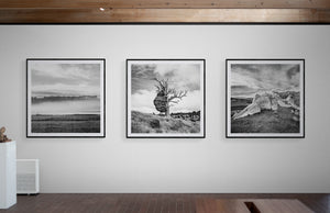 Stewart Nimmo, Nimmo Photography, Limited Edition, Photography, Fine Art, Print, New Zealand, NZ, Landscape, Scenery, Banks Peninsula, Canterbury, Tree, Black and White, BW,