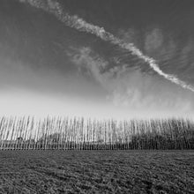 Load image into Gallery viewer, Poplars, black and white photograph by Stewart Nimmo of a row of bare poplar trees beneath a dramatic sky on Staveley Road, Canterbury, New Zealand.