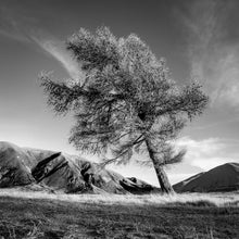 Load image into Gallery viewer, Leaning Tree, black and white photograph by Stewart Nimmo of a windswept tree at Lake Camp with the Canterbury high country behind it, New Zealand.