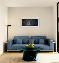 Load image into Gallery viewer, Kea in Flight New Zealand wildlife fine art print displayed in a modern living room with blue couch