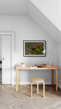 Load image into Gallery viewer, Kea in Rata New Zealand wildlife print framed displayed in a modern interior