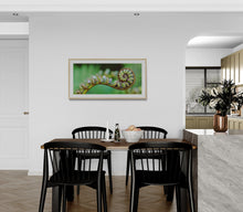 Load image into Gallery viewer, Koru fern frond on the West photographed by Stewart Nimmo Framed in a light oak frame on dining room wall