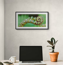 Load image into Gallery viewer, Unfurling koru fern frond on the West photographed by Stewart Nimmo Framed in a black frame on wall in home office
