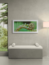 Load image into Gallery viewer, Koru fern frond on the West photographed by Stewart Nimmo Framed in a white 