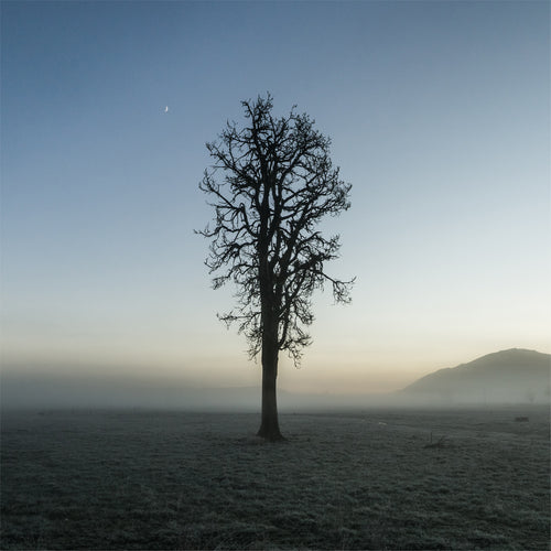 Lone Tree | Hari Hari