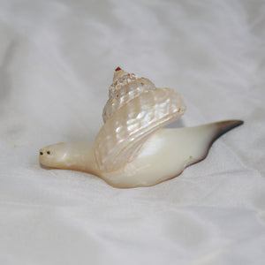 Jono Lokes Sea Snail