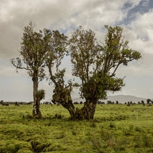 Load image into Gallery viewer, Weathered trees in farmland near Fox Glacier in South Westland, New Zealand, photographed by Stewart Nimmo