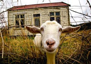 Seddonville Goat