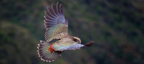 Kea in Flight