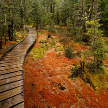 Load image into Gallery viewer, Boardwalk winding through native forest on the Milford Track in Fiordland National Park, New Zealand, photographed by Stewart Nimmo