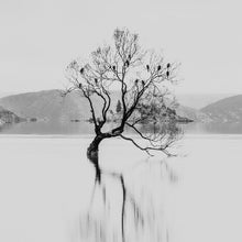 Load image into Gallery viewer, Wanaka Tree with Birds