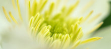 Load image into Gallery viewer, Close-up photograph of New Zealand native clematis flower by Stewart Nimmo