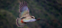 Load image into Gallery viewer, Kea in flight at Arthur's Pass showing orange and red underwing feathers, New Zealand wildlife photography