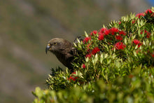 Load image into Gallery viewer, Kea amongst flowering red rātā on the West Coast, New Zealand