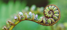 Load image into Gallery viewer, Unfurling koru fern frond on the West Coast of New Zealand, photographed by Stewart Nimmo