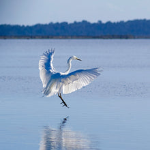 Load image into Gallery viewer, White Heron Landing | Kōtuku