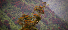 Load image into Gallery viewer, Rātā flowering among native West Coast forest near Barrytown, New Zealand – landscape photograph by Stewart Nimmo