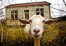 Load image into Gallery viewer, Curious white goat in front of an old weathered house in Seddonville on the West Coast of New Zealand